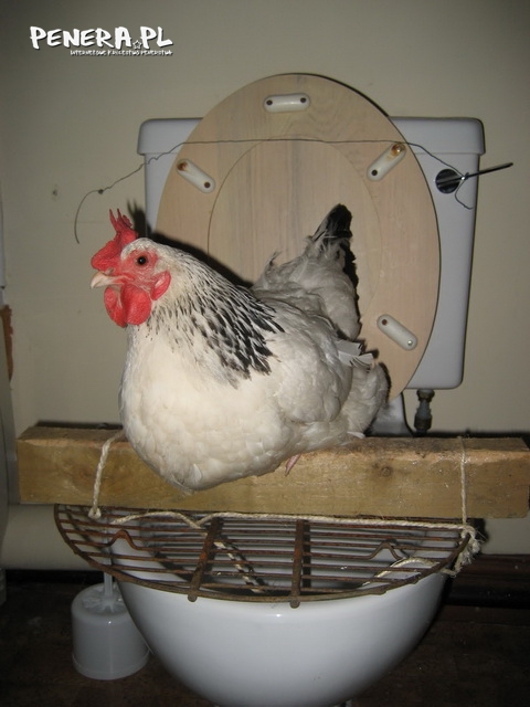 WC Kurczak