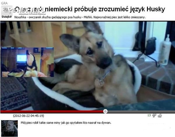 Mój pies.... Mój pies....