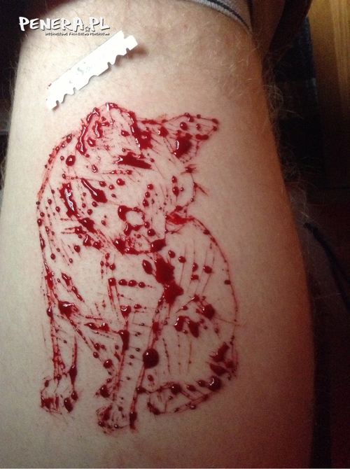 Ładny kotek Ładny kotek