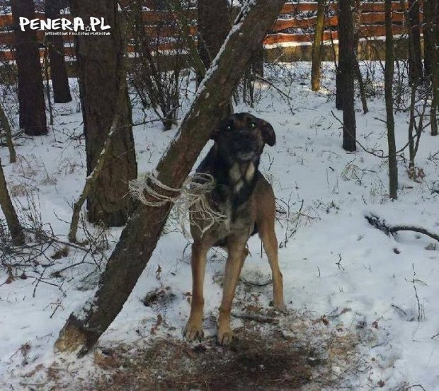 Poszukiwany zwyrodnialec który przywiązał psa Poszukiwany zwyrodnialec który przywiązał psa