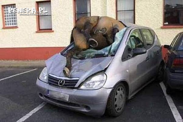 Konia nie zauważył Konia nie zauważył