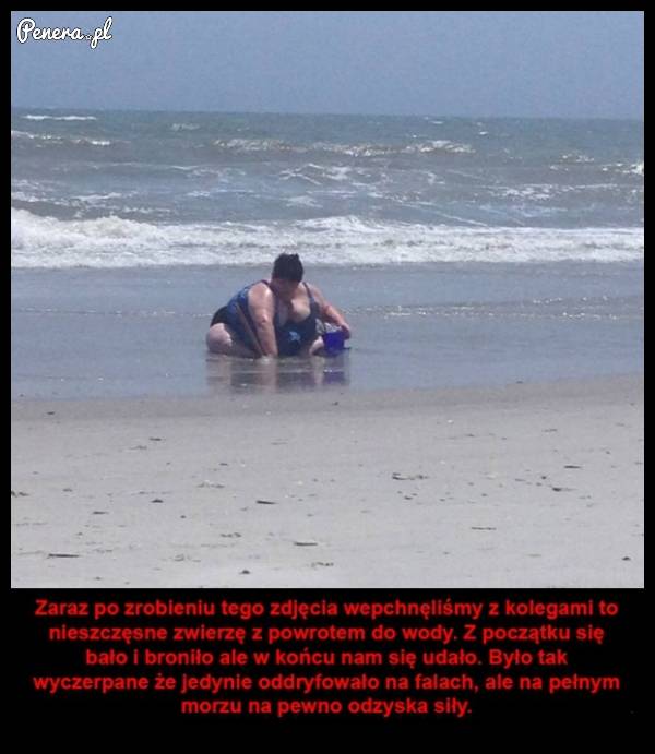 Na ratunek wielorybowi