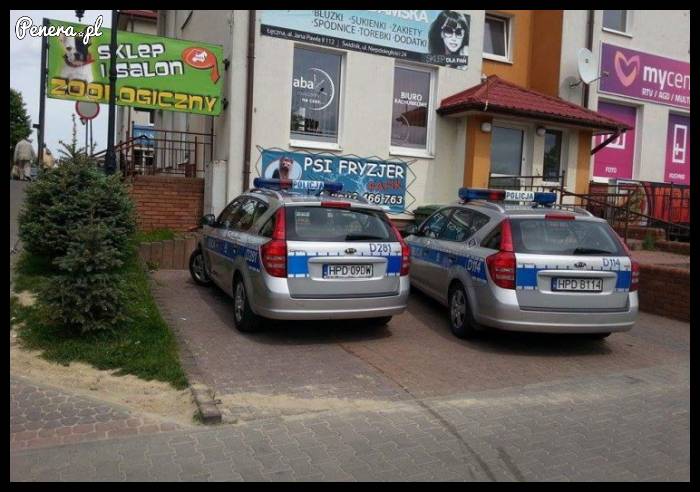 Pieski zajechały do fryzjera