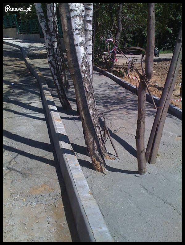 Skoro nie dostali zezwolenia na wycinkę drzew