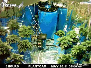 A tak właśnie rośnie jaranie