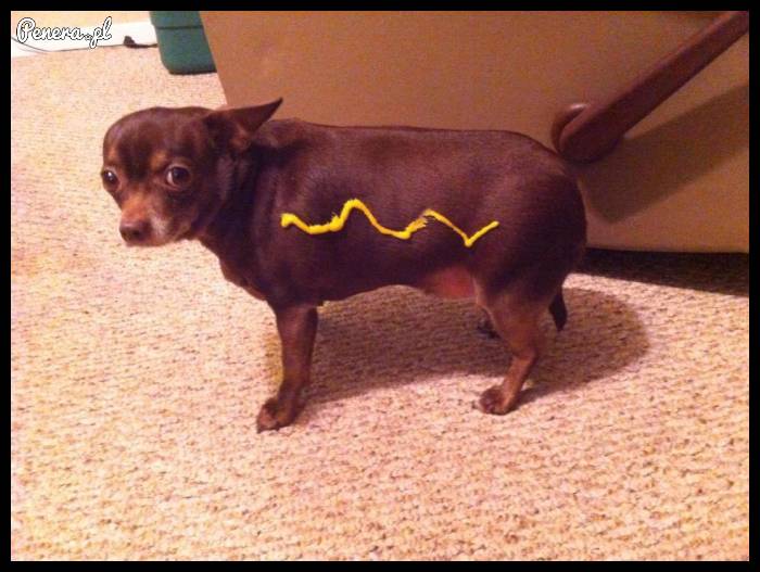Ktoś ma ochotę na hot doga?