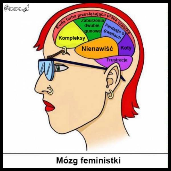 Tak wygląda schemat działania mózgu feministki