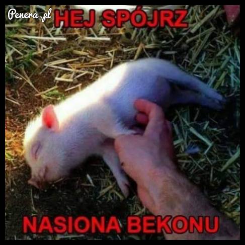 To są właśnie nasiona bekonu