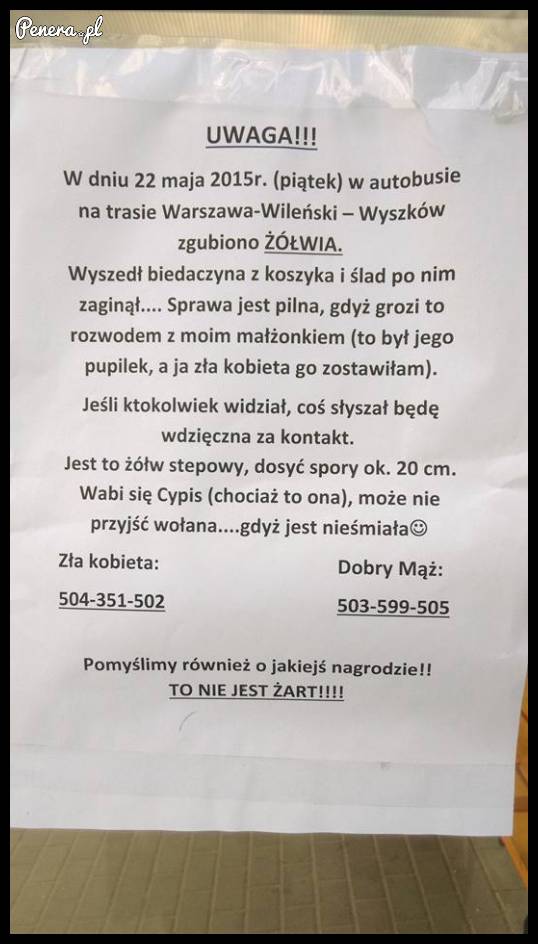 Wielka ucieczka ŻÓŁWIA
