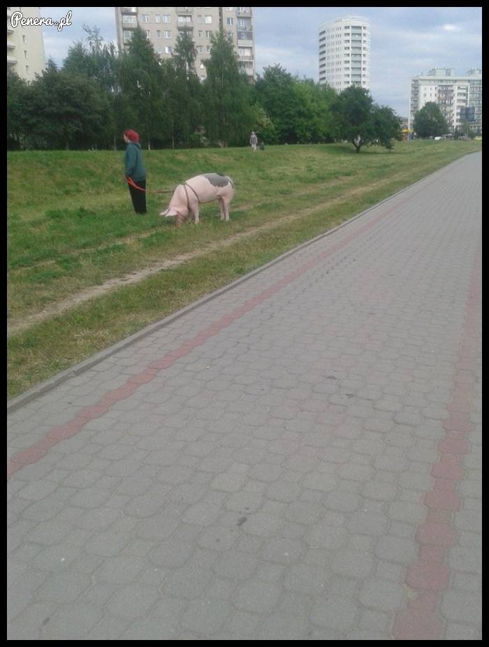 Ze świnią na spacerze w Warszawie