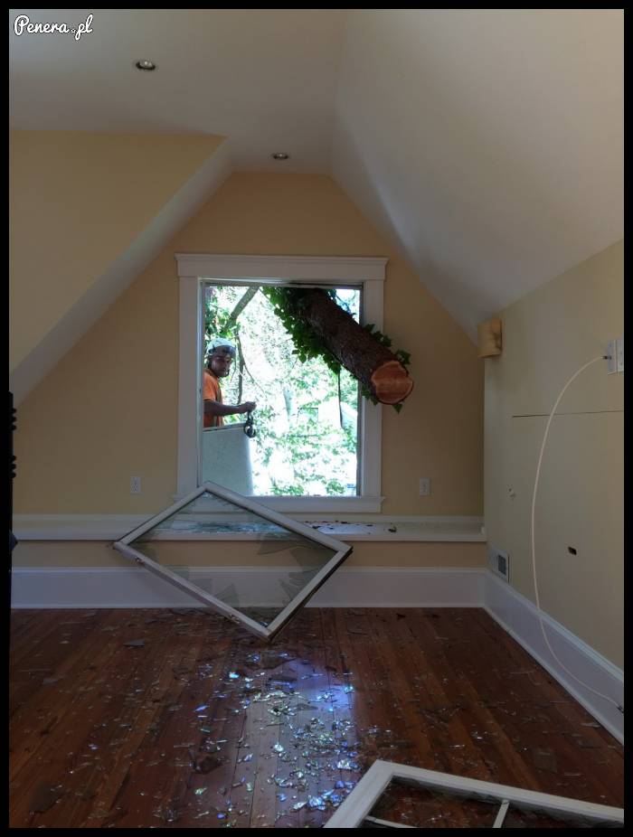 Czy zamawiał Pan drzewo?