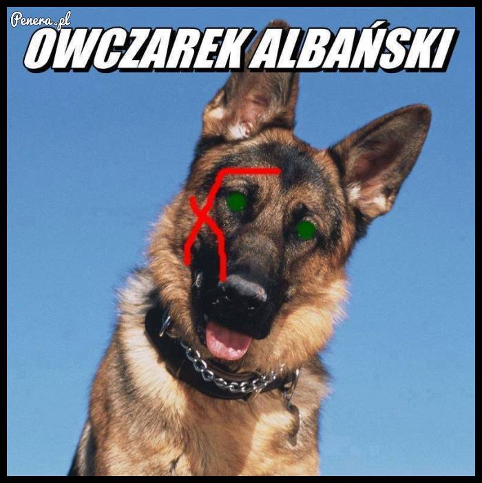 Owczarek albański