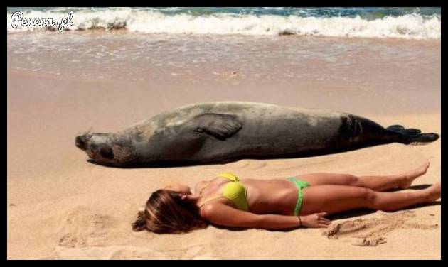 Piękna pogoda to foczki lubią poleżeć na plaży ;)