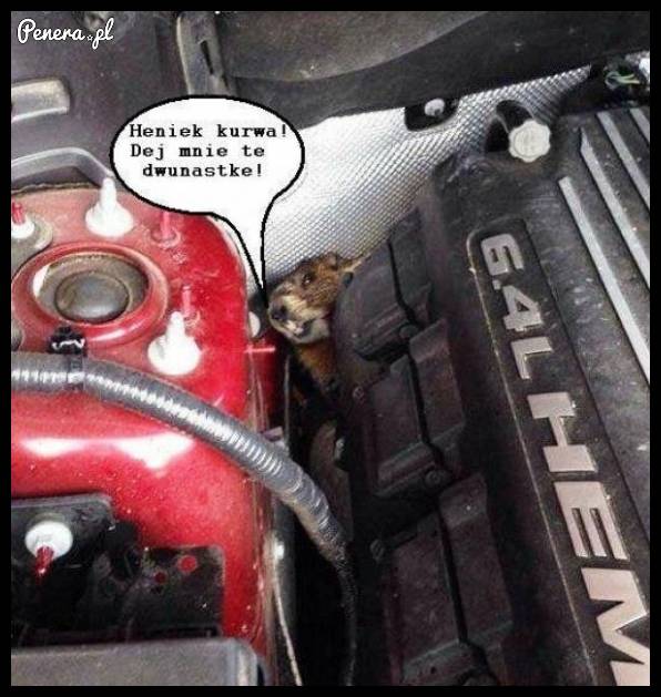 Heniek, dej mnie tu dwunastkie! :D