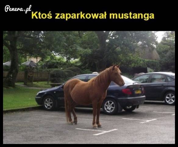 Ktoś zaparkował Mustanga