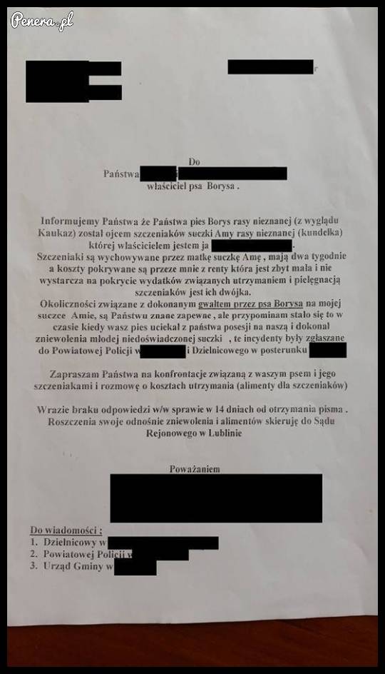 Pies posądzony o gwałt