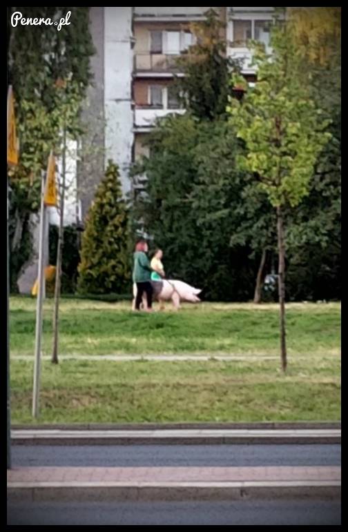 Tymczasem w Warszawie na Ursynowie