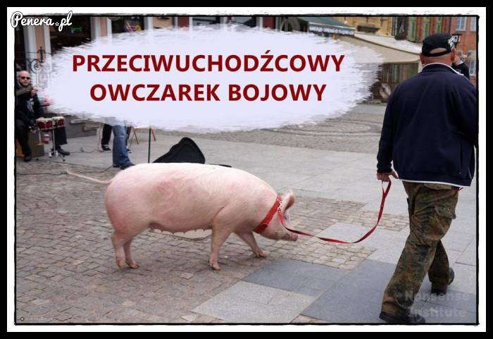 Nowy owczarek bojowy