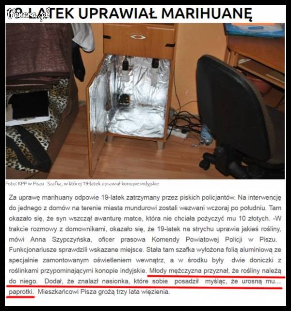 19-uprawiał marihuanę w biurku