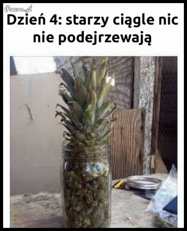 Czasami dobry kamuflaż to podstawa