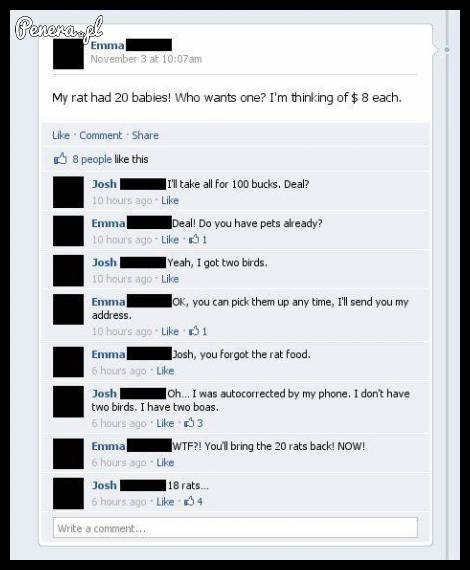 Ktoś chce może 20 szczurów?