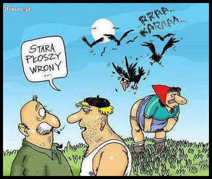 Stara płoszy wrony