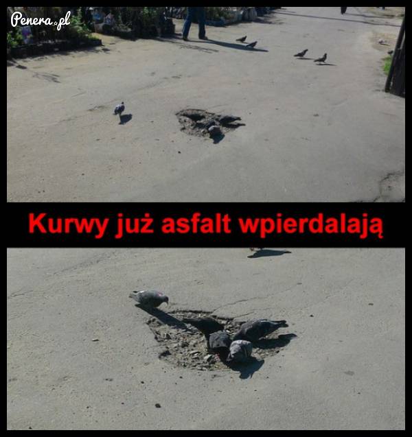 Te gołębie to już chyba wszystko zeżrą