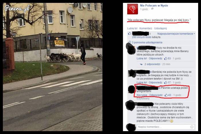 Uciekające kozy w Nysie