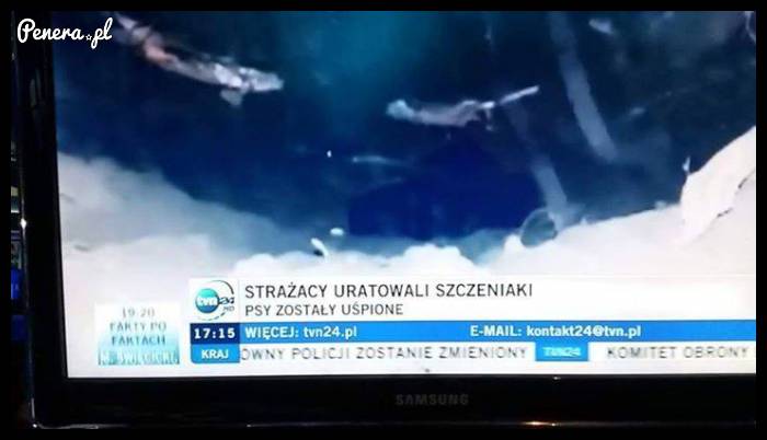 Strażacy uratowali szczeniaki