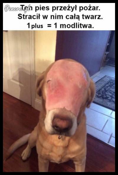 Ten piesek przeżył pożar - pomóż