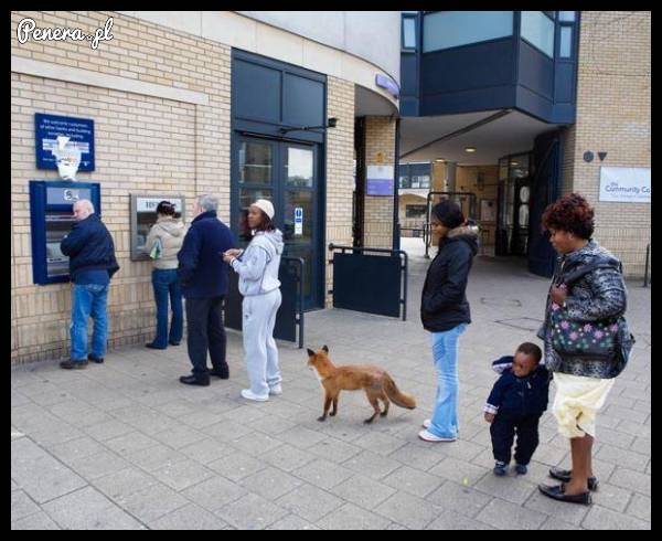 Tymczasem w kolejce do bankomatu