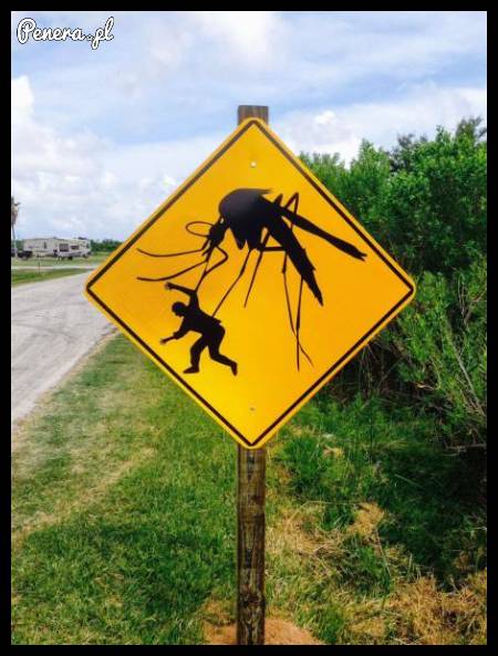 W Australii to dopiero mają komary