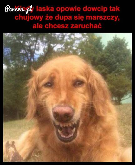 Kiedy laska opowiada mega słaby dowcip