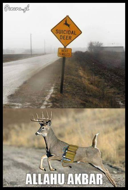 Uwaga na samobójcze jelonki