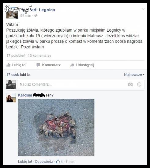 Poszukiwanie żółwia na facebooku