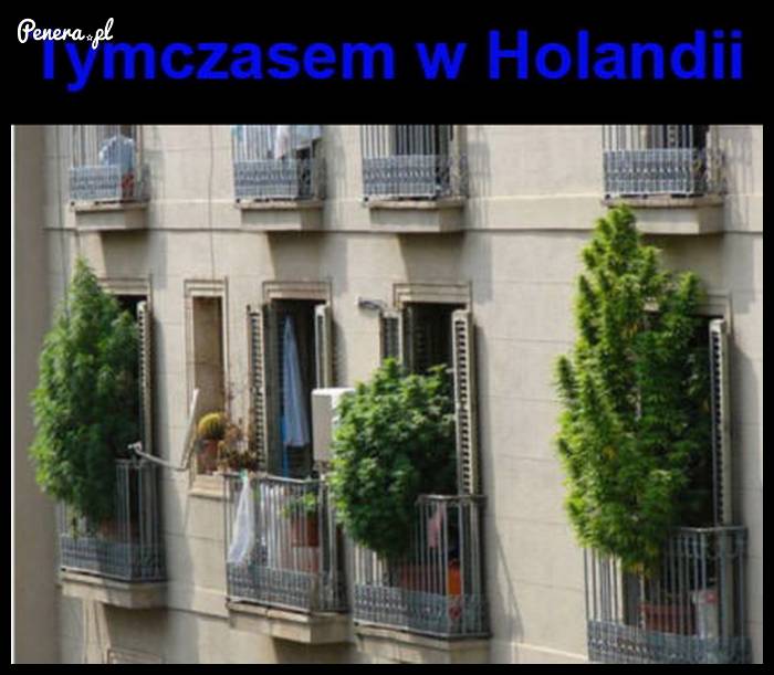 Tymczasem w Holandii