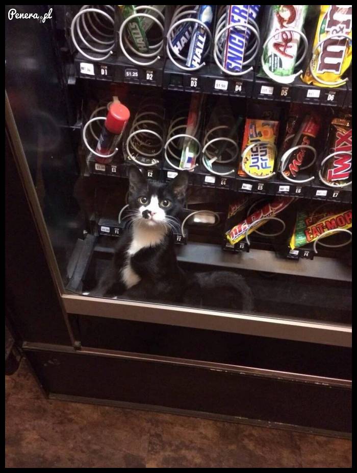 W tym automacie możesz kupić kota
