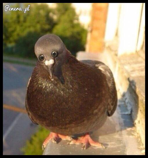 Gdyby gołębie miały oczy z przodu
