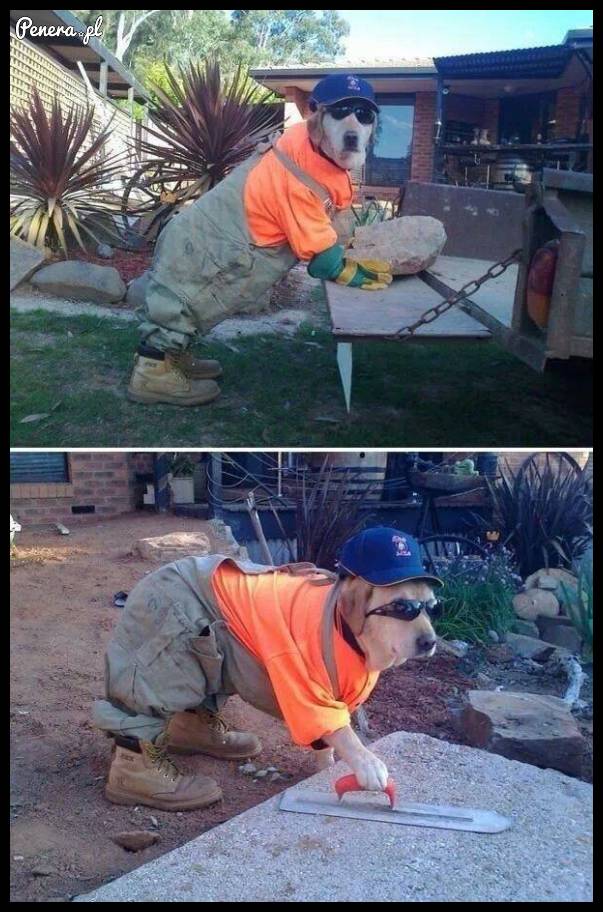 Mój pies jest taki pracowity :D
