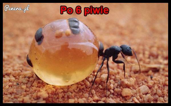 Tak się czuję po 6 piwie