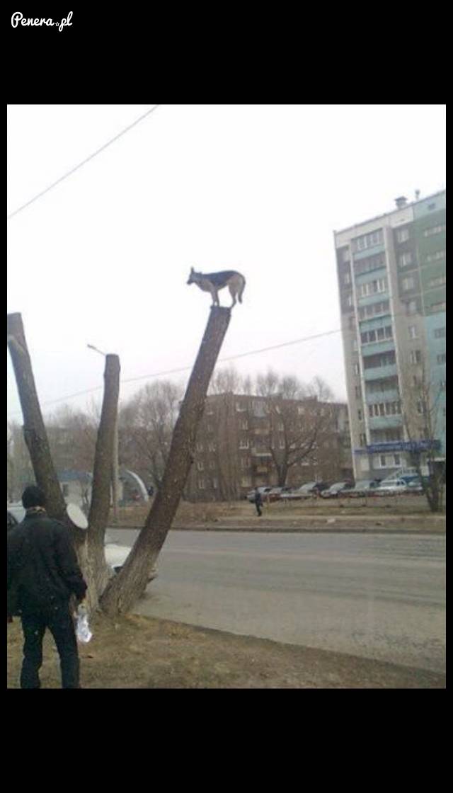 Wilczur który chciał się zabawić w kota