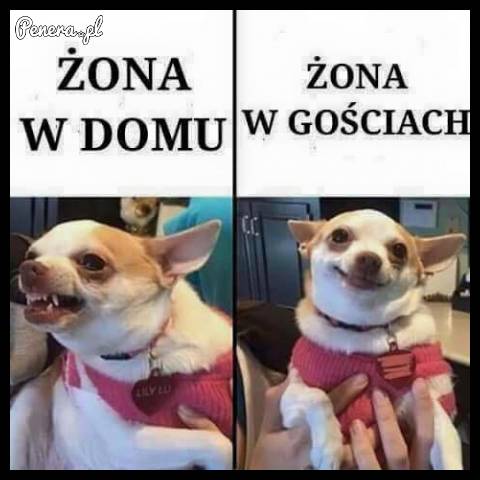 Żona w domu kontra żona w gościach