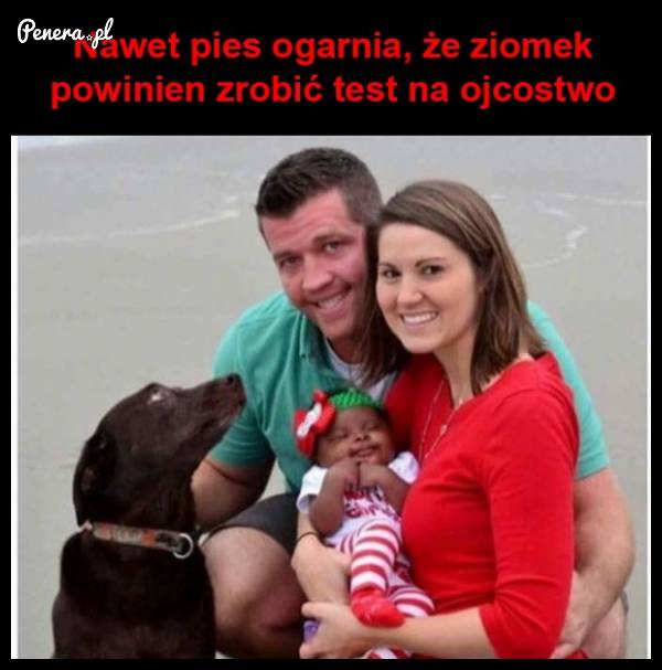 Nawet pies ogarnia że ziomek,