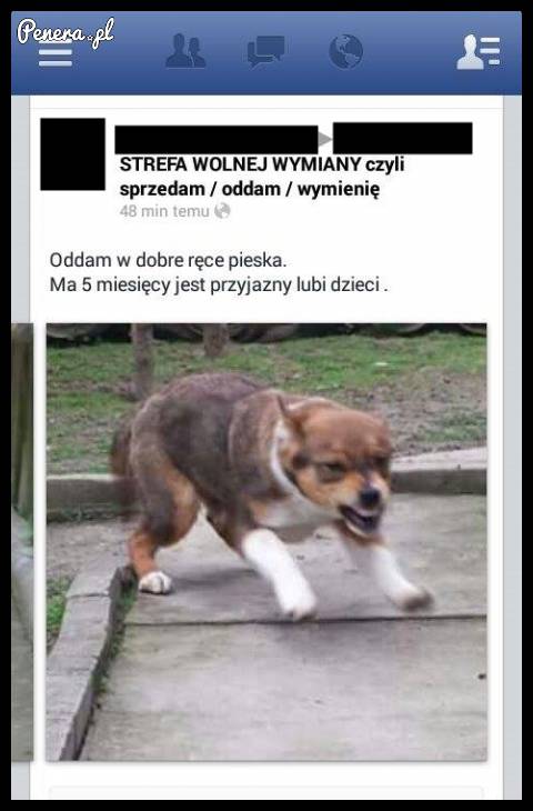 Oddam w dobre ręce bardzo przyjaznego pieska