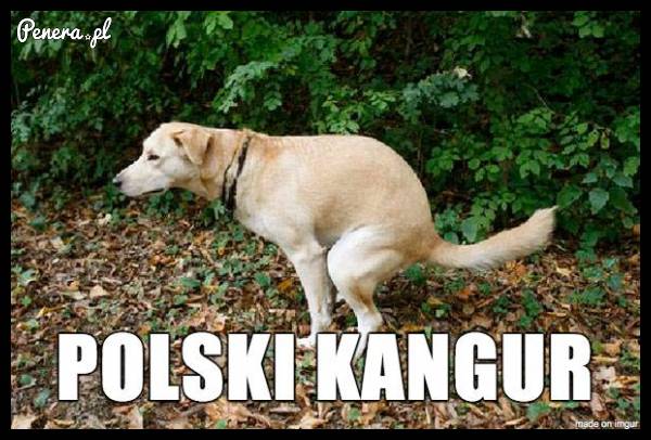 Polski kangur