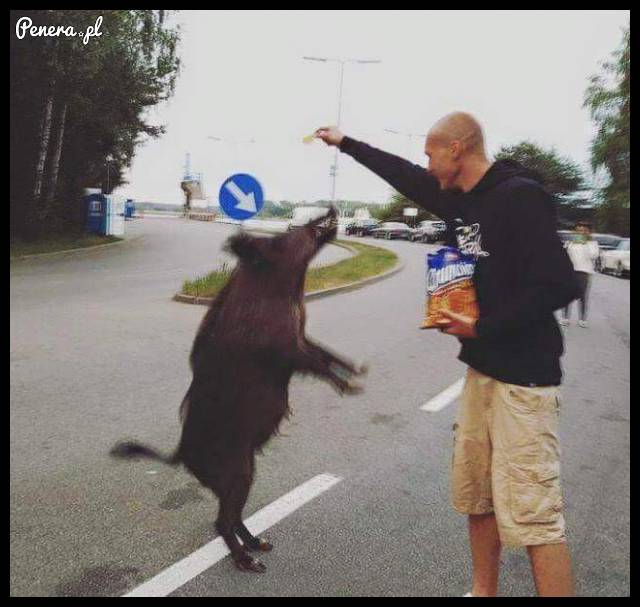 Karmienie dzika czipsami