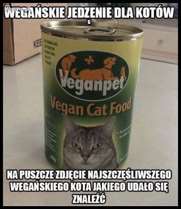 Wegańskie jedzenie dla kotów
