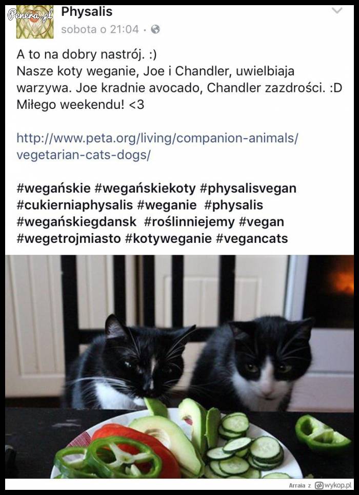 Koty Weganie - czaicie?!