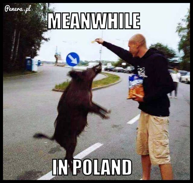 Meanwhille in Poland
