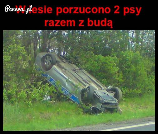 W lesie porzucono dwa psy z budą